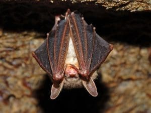 How Small of a Hole Can Bats Fit Through
