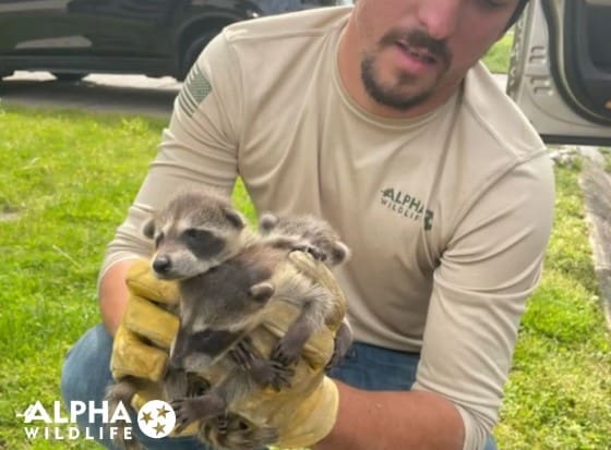 Trapping - Alpha Wildlife