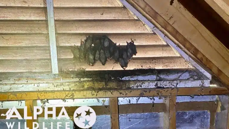 Bat colony roosting in gable vents in Powell TN