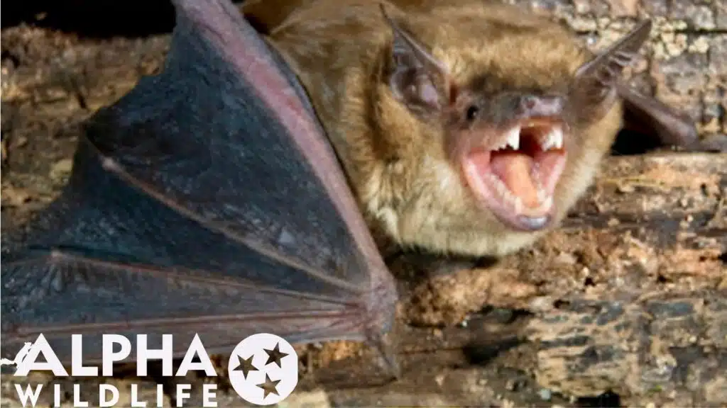 Humane bat control in Hixson TN