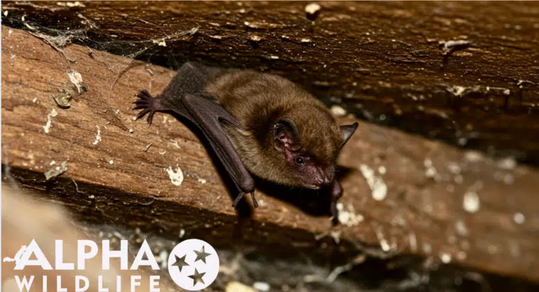 Bat Roosting in attic in Chattanooga TN