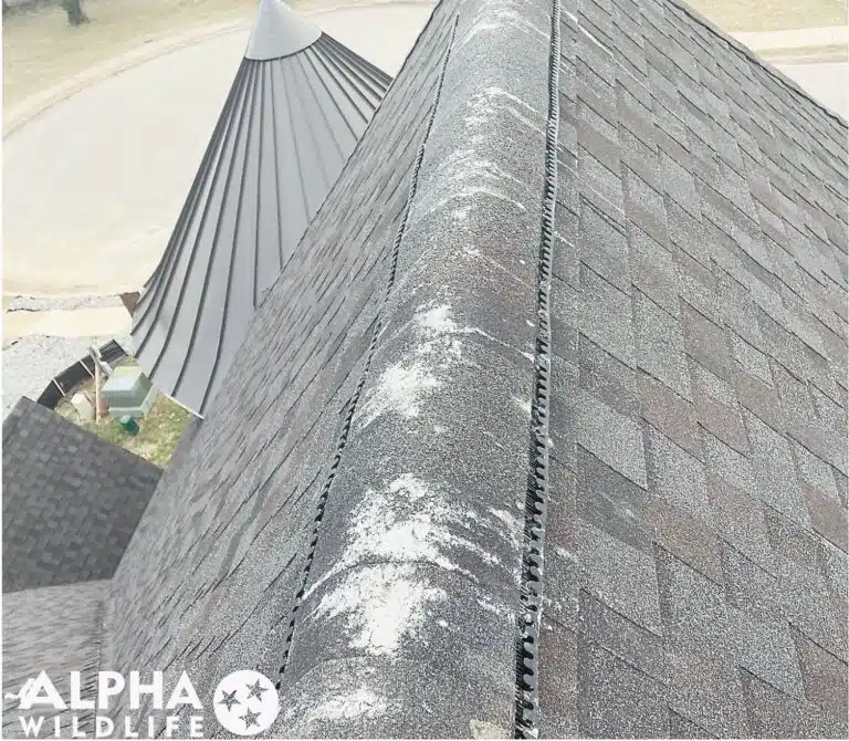 Bird droppings on roof of home in Hixson TN