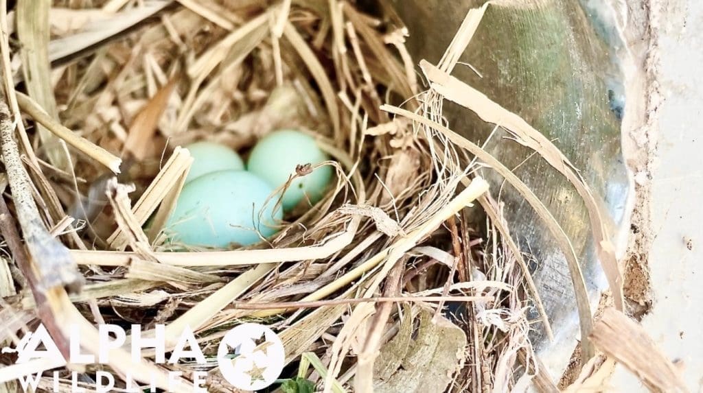 Bird nest in dryer vent