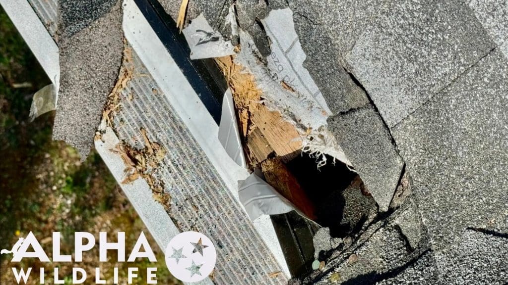 Raccoon damage to a roof