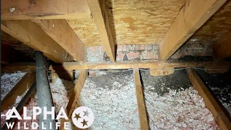 Bat droppings in attic