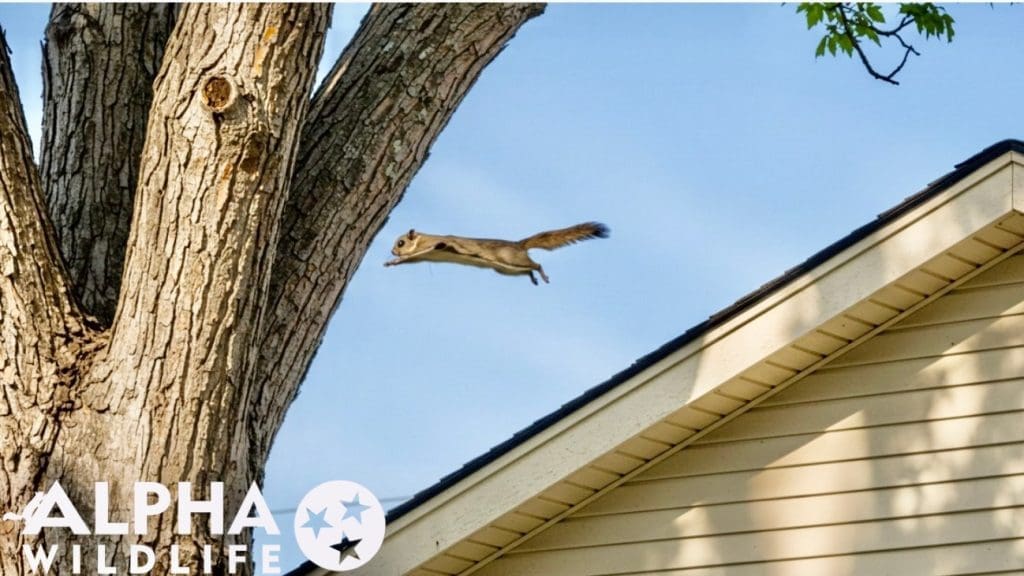 Squirrel jumping to a tree