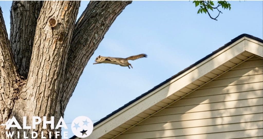 Flying squirrel jumping from roof to tree in Arlington TN