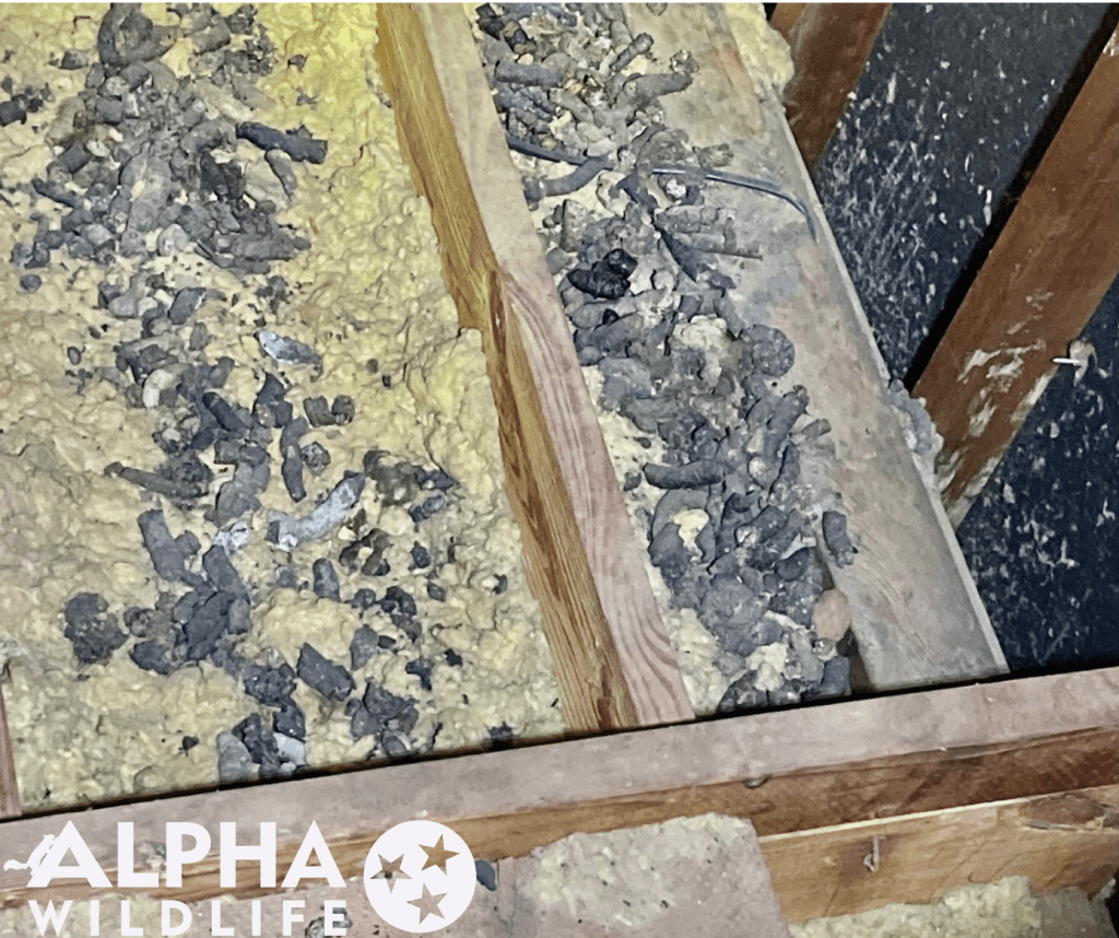 Raccoon droppings in Memphis attic