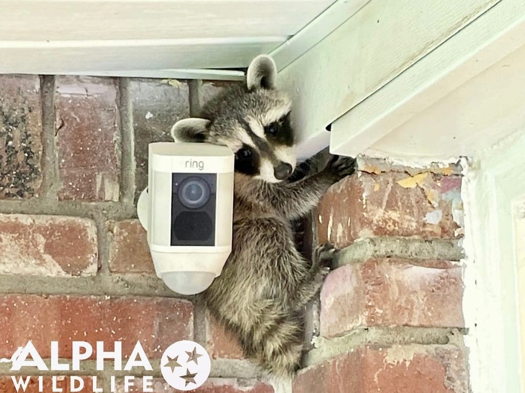 Raccoon hiding behind camera near front door of home in Collierville TN
