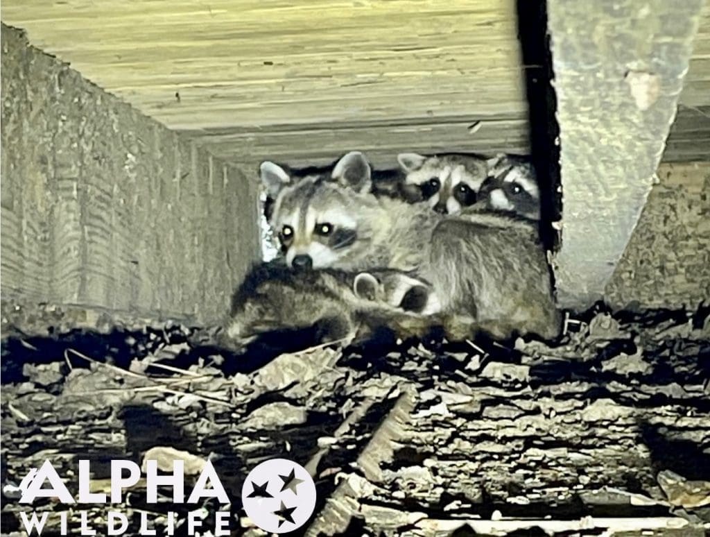 Raccoon removal from crawlspace in Memphis TN