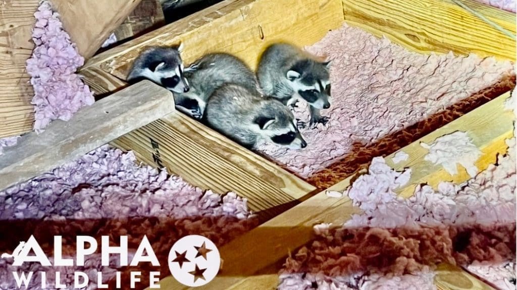 Raccoons in attic removal