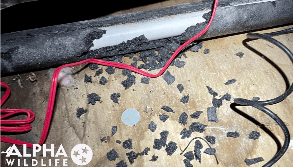 Rat damage to pipe insulation in attic