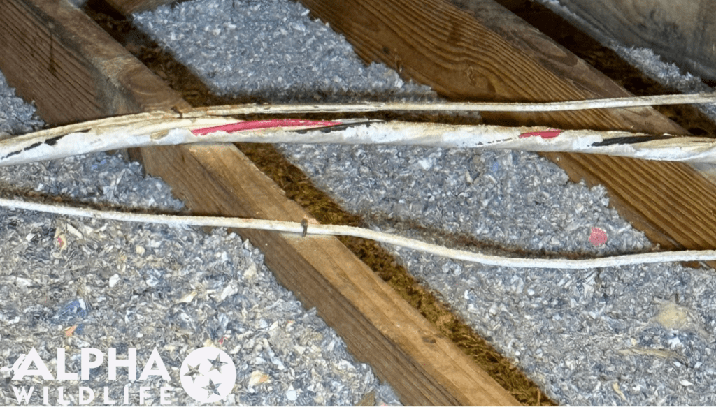 Rat damage to wires in attic in Southaven MS
