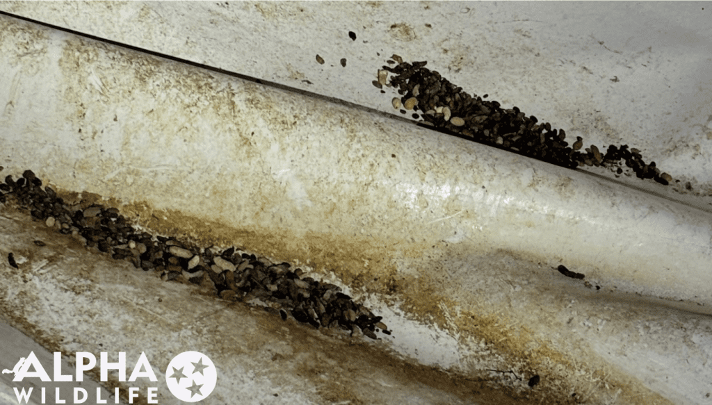 Rat droppings in crawlspace in Collierville TN