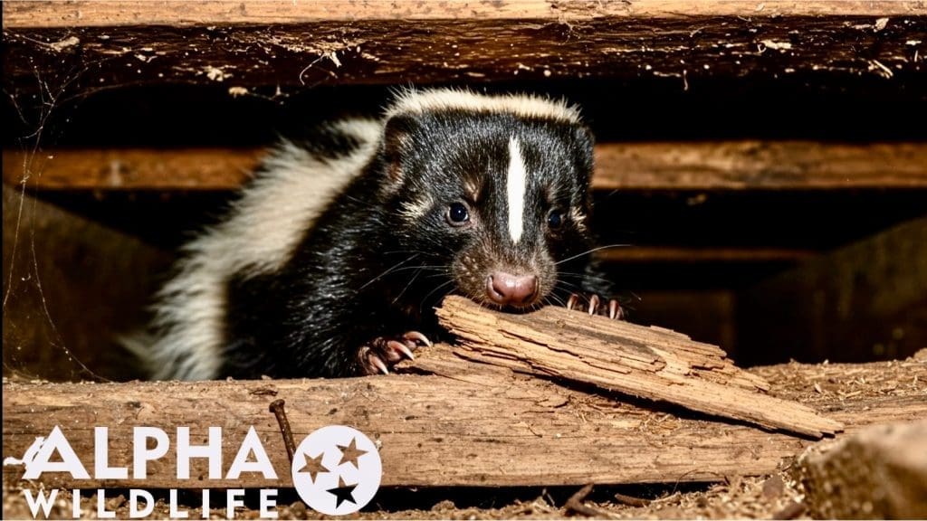 How to Get Rid of Skunks: Best Ways to Keep Them Away