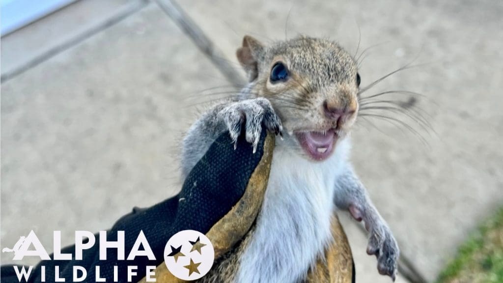 Humane squirrel removal from Louisville home