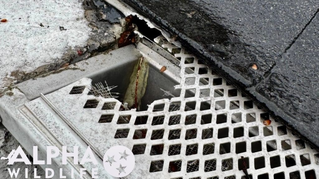 squirrel damage to gutter and roof