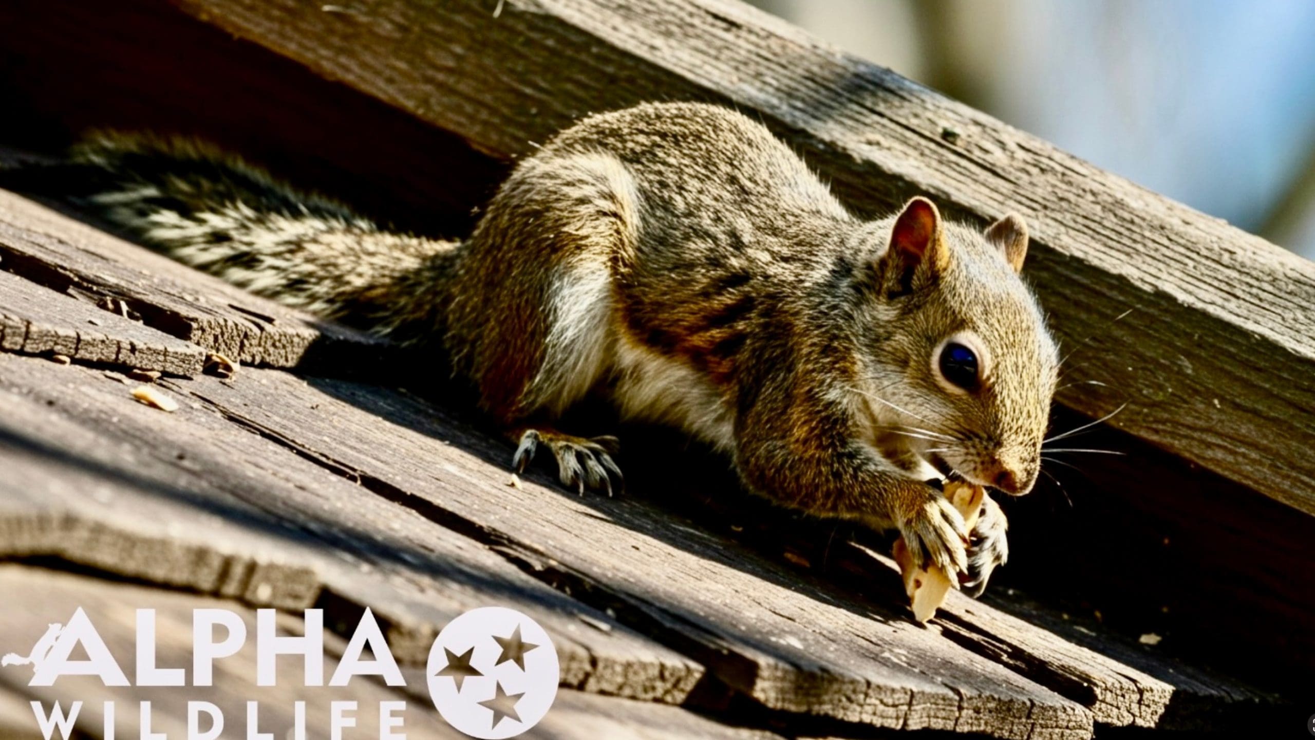 Squirrel eating on a roof