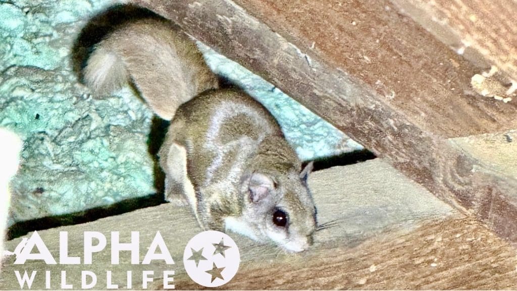 Squirrel removal from attic