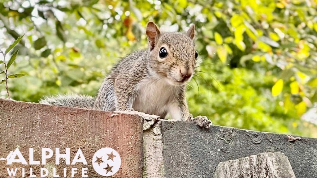 Squirrel removal from brick wall in Germantown TN