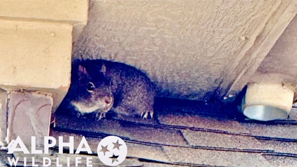 Squirrel on the roof of Charleston home