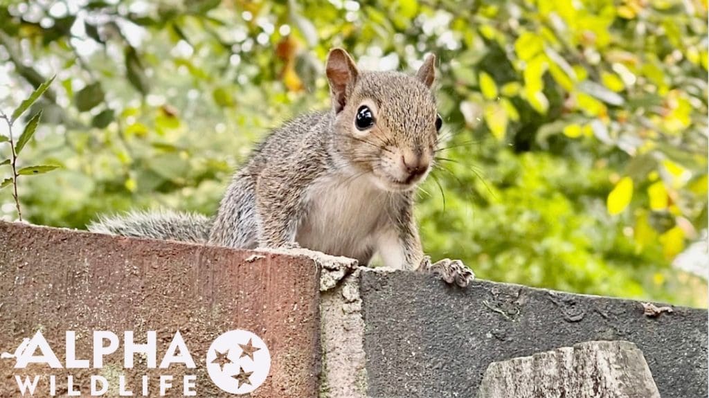 How to Get Rid of Squirrels: Everything You Should Know