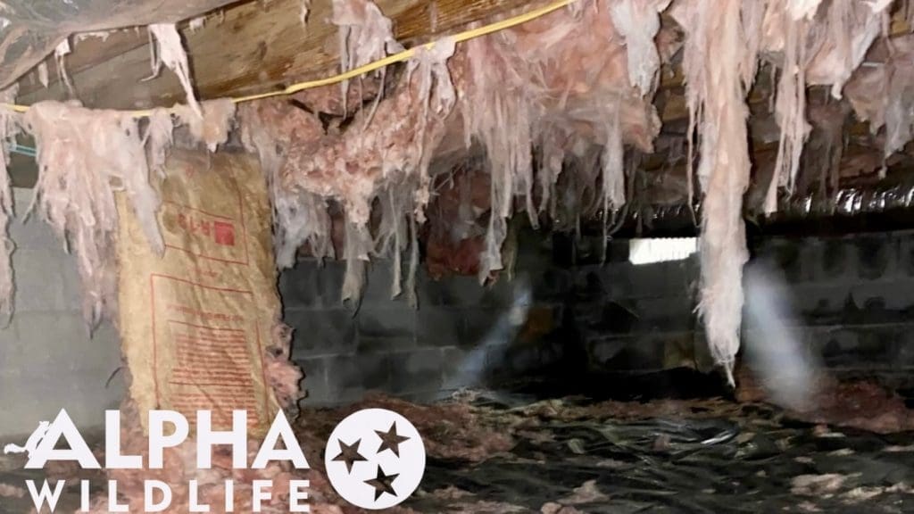 Wildlife damage to insulation in crawl space.