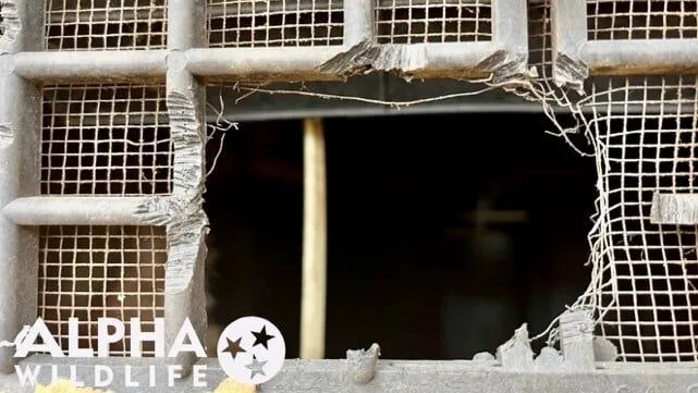 Damage from wildlife