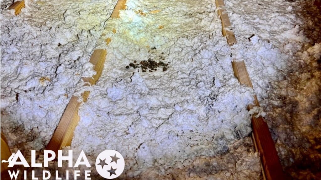 Raccoon droppings in attic