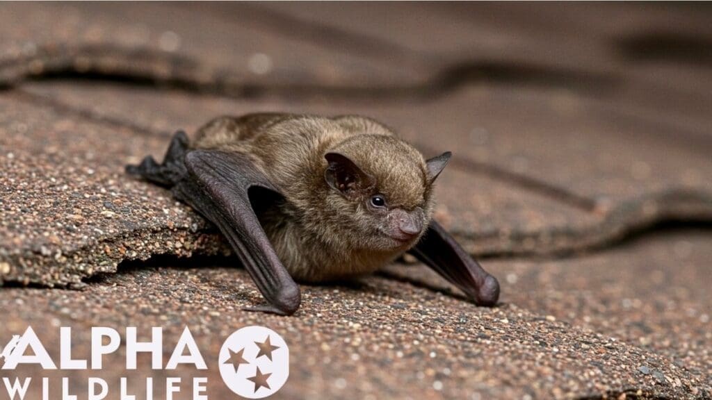 Bat roosting on roof