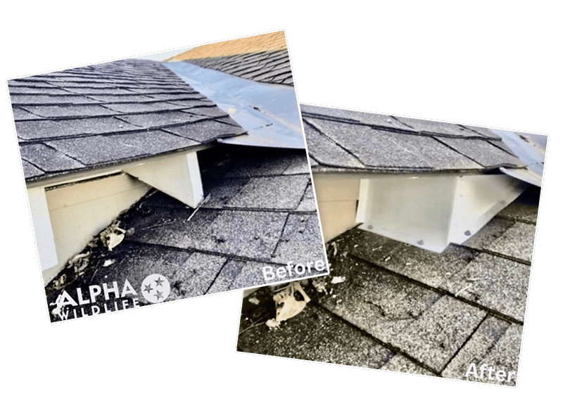 Wildlife Removal - Before and After