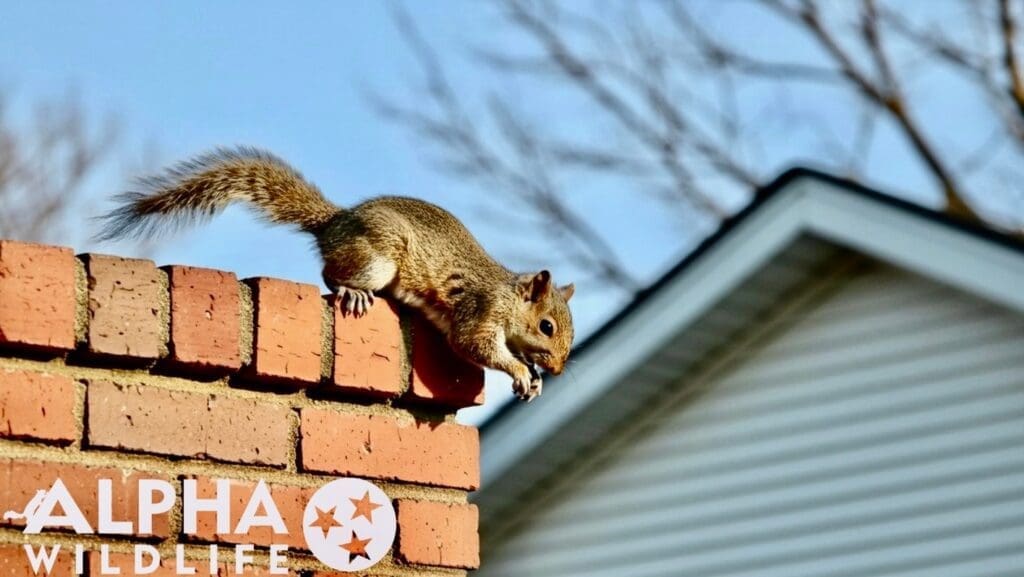 squirrel on a chimney