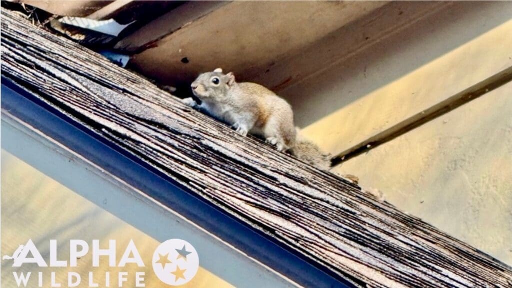 Squirrel on the roof of a house in Knoxville TN
