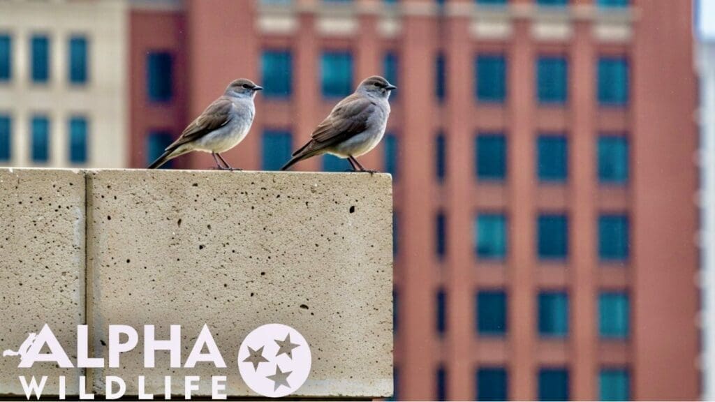 bird removal with Alpha Wildlife