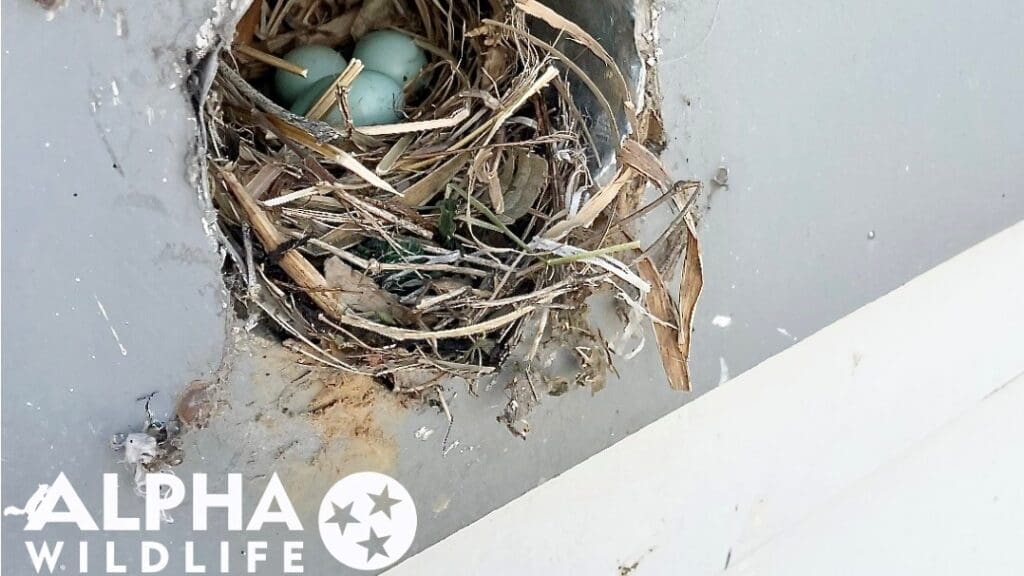bird nest in dryer vent