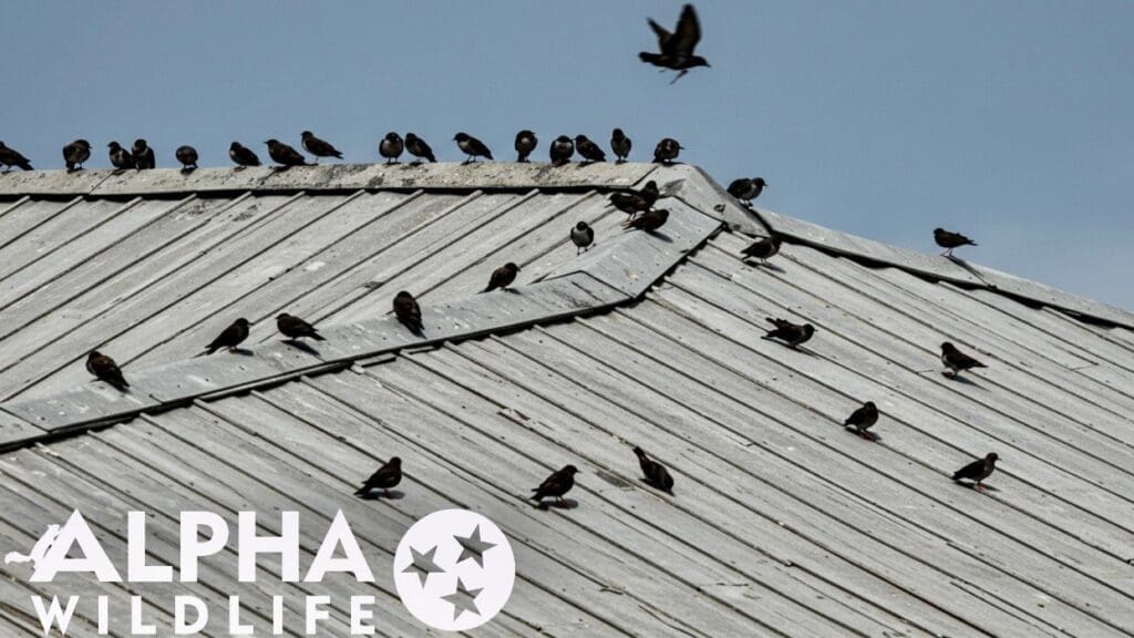 Bird infestation on roof of building in Murfreesboro TN