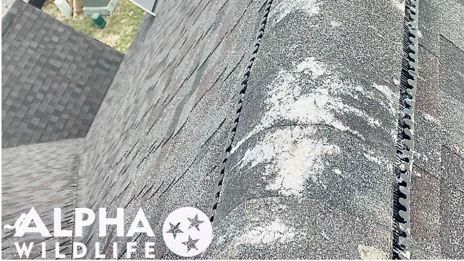 Bird droppings on roof of home in Gallatin TN