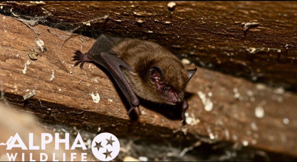 Bat roosting in attic