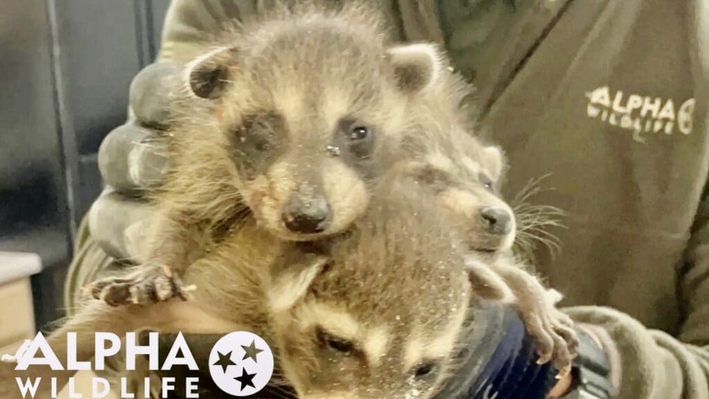 Raccoons being humanely removed in Powell TN
