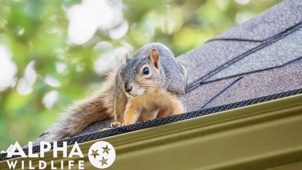 The 4 Most Common Types of Squirrels in Tennessee (and How They Can Impact Your Home)
