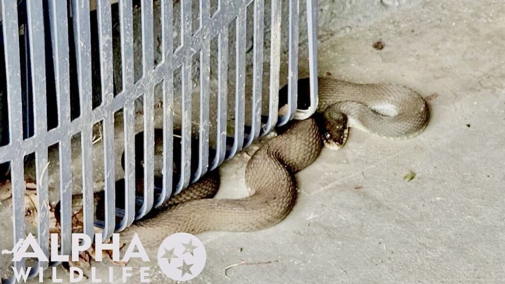 Snake removal from garage in Belle Meade TN
