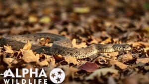 Snake removal from backyard in Knoxville TN