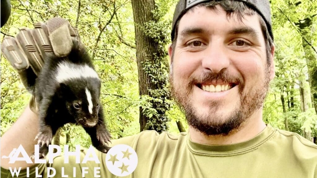 Humane skunk removal in Knox County TN