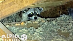 Raccoon in attic in East Tennessee