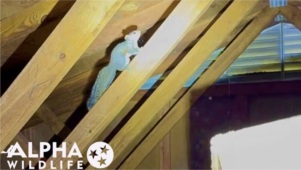 Squirrel in attic