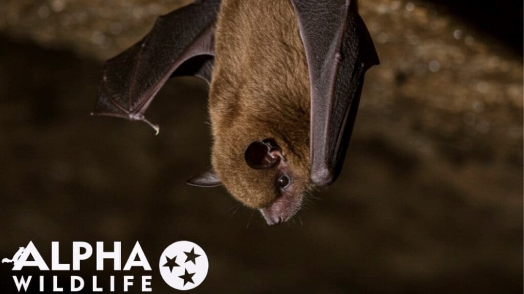 Bat roosting in building in Smyrna, TN