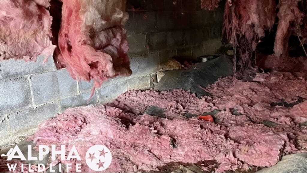 Rat damage to crawlspace