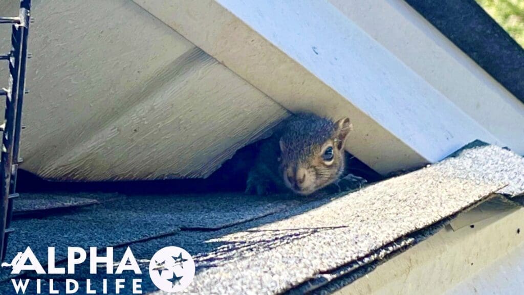 The Hidden Cost of Squirrels: Franklin TN Home Damage You Can’t See