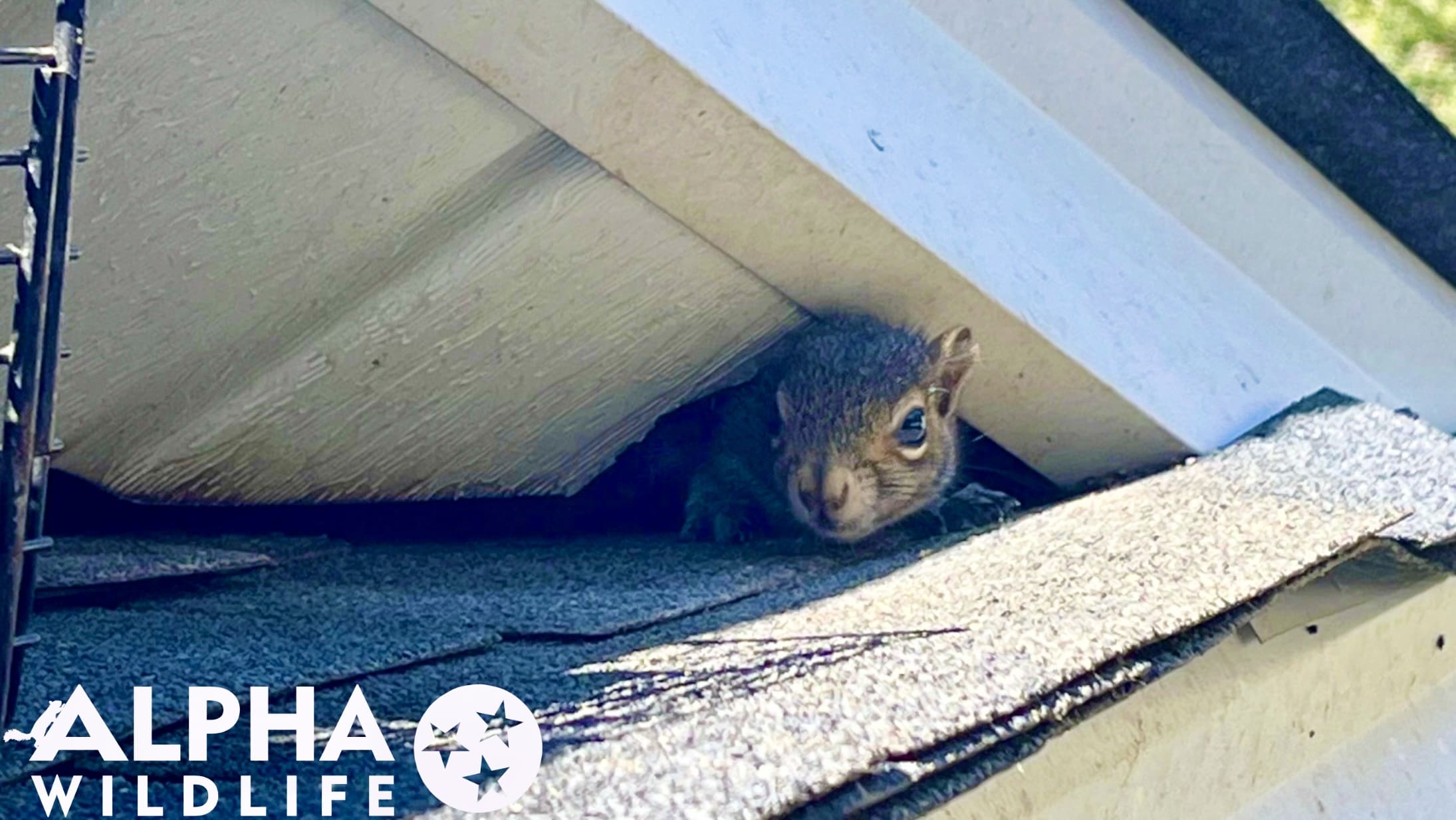 Squirrel removal from roof in Franklin TN