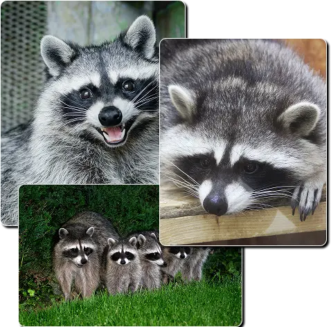 skunk removal in columbia